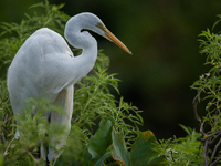 The great egret (Ardea alba), also known as the common egret, large egret, or in the Old World, great white egret or great white heron, is a...