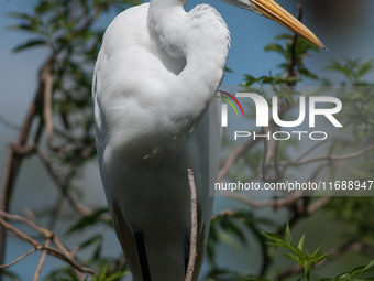 The great egret (Ardea alba), also known as the common egret, large egret, or in the Old World, great white egret or great white heron, is a...