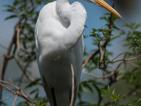 The great egret (Ardea alba), also known as the common egret, large egret, or in the Old World, great white egret or great white heron, is a...