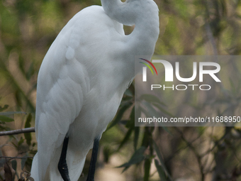 The great egret (Ardea alba), also known as the common egret, large egret, or in the Old World, great white egret or great white heron, is a...