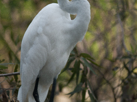 The great egret (Ardea alba), also known as the common egret, large egret, or in the Old World, great white egret or great white heron, is a...