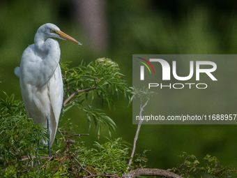 The great egret (Ardea alba), also known as the common egret, large egret, or in the Old World, great white egret or great white heron, is a...