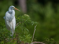 The great egret (Ardea alba), also known as the common egret, large egret, or in the Old World, great white egret or great white heron, is a...