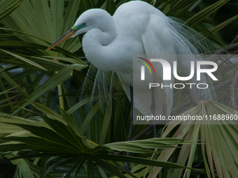 The great egret (Ardea alba), also known as the common egret, large egret, or in the Old World, great white egret or great white heron, is a...