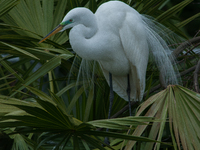 The great egret (Ardea alba), also known as the common egret, large egret, or in the Old World, great white egret or great white heron, is a...