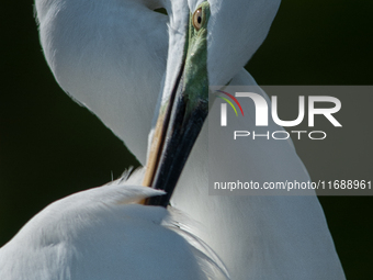 The great egret (Ardea alba), also known as the common egret, large egret, or in the Old World, great white egret or great white heron, is a...