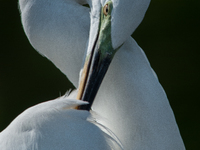 The great egret (Ardea alba), also known as the common egret, large egret, or in the Old World, great white egret or great white heron, is a...