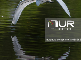 The great egret (Ardea alba), also known as the common egret, large egret, or in the Old World, great white egret or great white heron, is a...