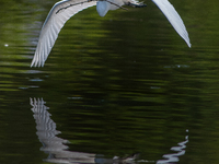 The great egret (Ardea alba), also known as the common egret, large egret, or in the Old World, great white egret or great white heron, is a...