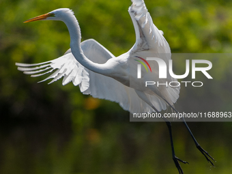 The great egret (Ardea alba), also known as the common egret, large egret, or in the Old World, great white egret or great white heron, is a...