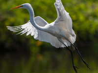 The great egret (Ardea alba), also known as the common egret, large egret, or in the Old World, great white egret or great white heron, is a...