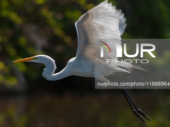 The great egret (Ardea alba), also known as the common egret, large egret, or in the Old World, great white egret or great white heron, is a...