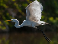 The great egret (Ardea alba), also known as the common egret, large egret, or in the Old World, great white egret or great white heron, is a...