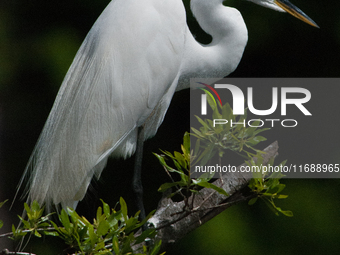 The great egret (Ardea alba), also known as the common egret, large egret, or in the Old World, great white egret or great white heron, is a...