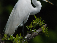 The great egret (Ardea alba), also known as the common egret, large egret, or in the Old World, great white egret or great white heron, is a...