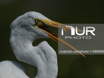 The great egret (Ardea alba), also known as the common egret, large egret, or in the Old World, great white egret or great white heron, is a...