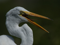 The great egret (Ardea alba), also known as the common egret, large egret, or in the Old World, great white egret or great white heron, is a...