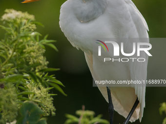 The great egret (Ardea alba), also known as the common egret, large egret, or in the Old World, great white egret or great white heron, is a...