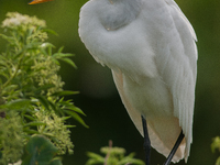 The great egret (Ardea alba), also known as the common egret, large egret, or in the Old World, great white egret or great white heron, is a...