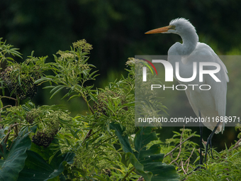 The great egret (Ardea alba), also known as the common egret, large egret, or in the Old World, great white egret or great white heron, is a...