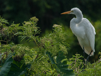 The great egret (Ardea alba), also known as the common egret, large egret, or in the Old World, great white egret or great white heron, is a...