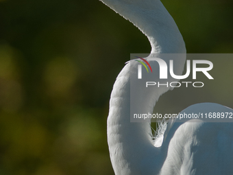 The great egret (Ardea alba), also known as the common egret, large egret, or in the Old World, great white egret or great white heron, is a...