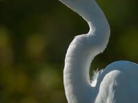 The great egret (Ardea alba), also known as the common egret, large egret, or in the Old World, great white egret or great white heron, is a...