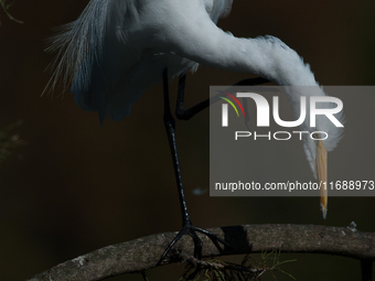 The great egret (Ardea alba), also known as the common egret, large egret, or in the Old World, great white egret or great white heron, is a...