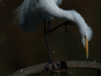 The great egret (Ardea alba), also known as the common egret, large egret, or in the Old World, great white egret or great white heron, is a...