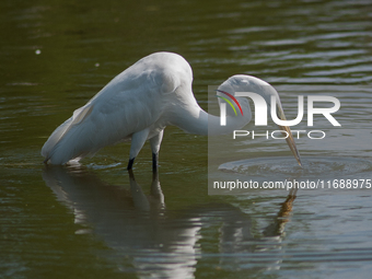 The great egret (Ardea alba), also known as the common egret, large egret, or in the Old World, great white egret or great white heron, is a...