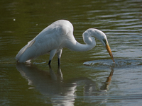 The great egret (Ardea alba), also known as the common egret, large egret, or in the Old World, great white egret or great white heron, is a...