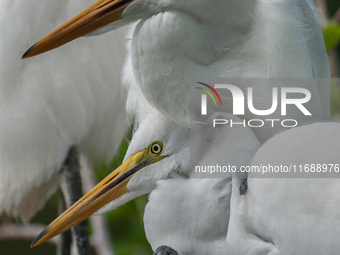 The great egret (Ardea alba), also known as the common egret, large egret, or in the Old World, great white egret or great white heron, is a...