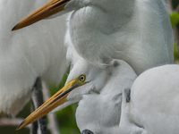 The great egret (Ardea alba), also known as the common egret, large egret, or in the Old World, great white egret or great white heron, is a...