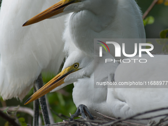 The great egret (Ardea alba), also known as the common egret, large egret, or in the Old World, great white egret or great white heron, is a...