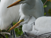 The great egret (Ardea alba), also known as the common egret, large egret, or in the Old World, great white egret or great white heron, is a...