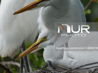 The great egret (Ardea alba), also known as the common egret, large egret, or in the Old World, great white egret or great white heron, is a...