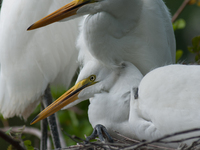 The great egret (Ardea alba), also known as the common egret, large egret, or in the Old World, great white egret or great white heron, is a...