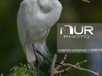 The great egret (Ardea alba), also known as the common egret, large egret, or in the Old World, great white egret or great white heron, is a...