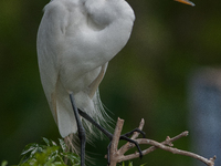 The great egret (Ardea alba), also known as the common egret, large egret, or in the Old World, great white egret or great white heron, is a...