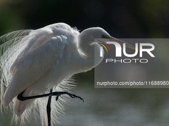 The great egret (Ardea alba), also known as the common egret, large egret, or in the Old World, great white egret or great white heron, is a...