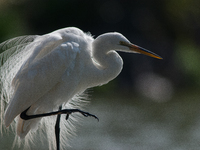 The great egret (Ardea alba), also known as the common egret, large egret, or in the Old World, great white egret or great white heron, is a...