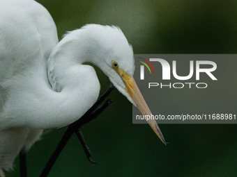 The great egret (Ardea alba), also known as the common egret, large egret, or in the Old World, great white egret or great white heron, is a...