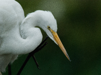 The great egret (Ardea alba), also known as the common egret, large egret, or in the Old World, great white egret or great white heron, is a...