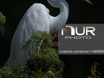 The great egret (Ardea alba), also known as the common egret, large egret, or in the Old World, great white egret or great white heron, is a...