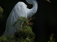 The great egret (Ardea alba), also known as the common egret, large egret, or in the Old World, great white egret or great white heron, is a...