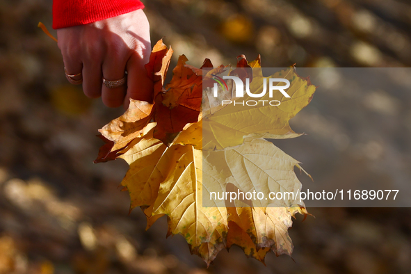 A person holds tree leaves on an autumn day in Krakow, Poland on October 20th, 2024.  