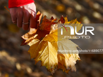 A person holds tree leaves on an autumn day in Krakow, Poland on October 20th, 2024.  (