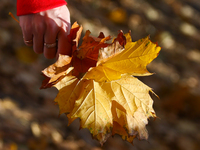 A person holds tree leaves on an autumn day in Krakow, Poland on October 20th, 2024.  (