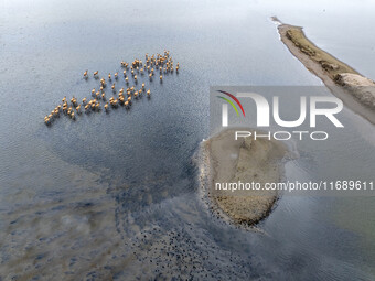 Wild elks run and forage in Dongtaitiaozini Wetland in Yancheng City, Jiangsu Province, China, on October 20, 2024. (