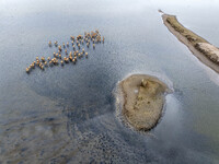 Wild elks run and forage in Dongtaitiaozini Wetland in Yancheng City, Jiangsu Province, China, on October 20, 2024. (